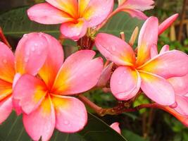 magnifique rose frangipanier fleur ou plumeria épanouissement à botanique jardin avec Frais gouttes de pluie sur il. tropical spa fleur. photo