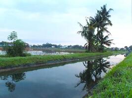 se détendre et calmant ambiance de rural scène avec noix de coco des arbres, nuageux bleu ciel, riz champ, irrigation canaux avant lever du soleil. tranquille photo