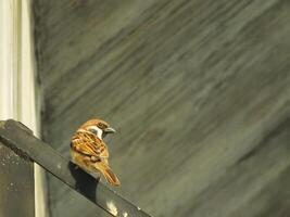 marron moineaux oiseau perche sur une métal tuyau. ville oiseau profiter le gratuit vivre autour le bâtiment photo