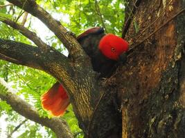 perroquet moluque éclectus ou éclectus roratus. est une coloré perroquet oiseau, et une originaire de espèce de indonésien photo