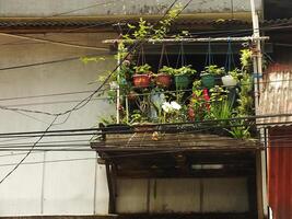 décoratif plante des pots avec une fenêtre dans le Contexte. Urbain paysage combinaison de plante et électricité câble photo