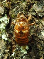 mue cigale sur une arbre. cigales la vie cycle dans la nature forêt. insecte larve photo