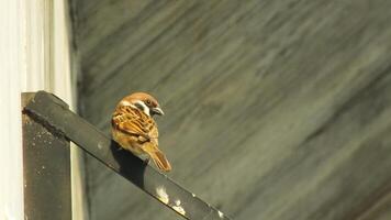 marron moineaux oiseau perche sur une métal tuyau. ville oiseau profiter le gratuit vivre autour le bâtiment photo