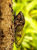 macro photo proche en haut de une cigale insecte, cigale perché sur une branche dans ses Naturel habitat. cigale un insecte cette pouvez faire du son par vibrant ses ailes.