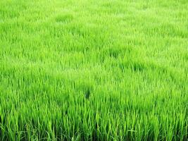 proche en haut photo de riz des graines prêt à être planté. paddy cultivation. rural agricole concept image. vert plante nourriture biens