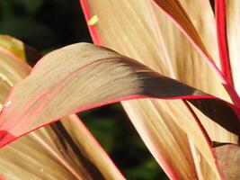 cordyline fruticosa ou hanjuang est une vivace plante cette a une une fonction comme un ornemental plante. beauté Couleur feuille plante avec rouge combinaison photo