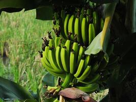 proche en haut photo de vert banane fruit sur une arbre avec vert paddy champ Contexte