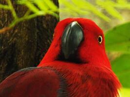 perroquet moluque éclectus ou éclectus roratus. est une coloré perroquet oiseau, et une originaire de espèce de indonésien photo