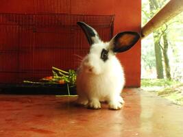 mignonne marrant et duveteux noir et blanc lapin dans le Grange. adorable animaux domestiques avec doux duvet photo