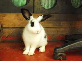 mignonne marrant et duveteux noir et blanc lapin dans le Grange. adorable animaux domestiques avec doux duvet photo