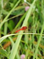 proche en haut rouge libellule sur le bifurquer, herbe Contexte. d'habitude elles ou ils chasser pour petit insecte tel comme moustique comme leur proie photo