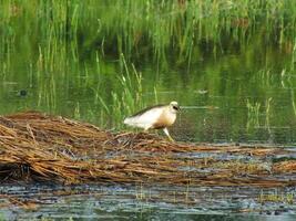 ardéole spécifique, ou connu comme le Javan étang héron, est une patauger oiseau de le héron famille, de sud-est Asie, particulièrement Indonésie. elles ou ils communément a trouvé dans peu profond Frais et sel l'eau marécages photo