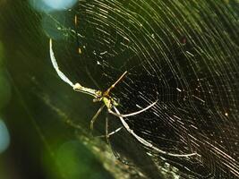 araignée dans le araignée avec Naturel vert forêt Contexte. une grand araignée attend patiemment dans ses la toile pour certains proie photo