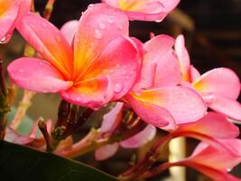 magnifique rose frangipanier fleur ou plumeria épanouissement à botanique jardin avec Frais gouttes de pluie sur il. tropical spa fleur. photo