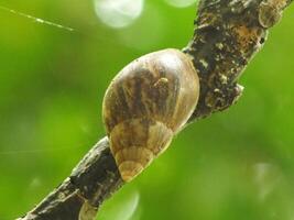 Naturel beauté de escargots vivant dans le forêt ou jardin photo