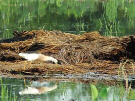 ardéole spécifique, ou connu comme le Javan étang héron, est une patauger oiseau de le héron famille, de sud-est Asie, particulièrement Indonésie. elles ou ils communément a trouvé dans peu profond Frais et sel l'eau marécages photo