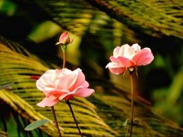 magnifique épanouissement fleur dans jardin photo