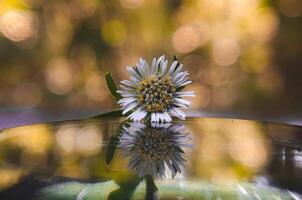 magnifique épanouissement fleur dans jardin photo