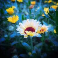 magnifique épanouissement fleur dans jardin photo