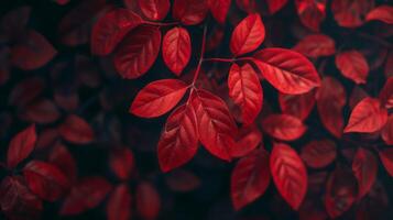 vibrant rouge l'automne feuilles proche en haut sur foncé Contexte avec doux concentrer Contexte détail. photo