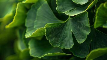 cette fermer coup vitrines le vibrant vert feuilles de une ginkgo biloba arbre photo