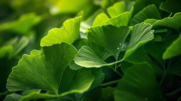 cette fermer coup vitrines le vibrant vert feuilles de une ginkgo biloba arbre photo