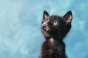 une noir chaton avec une bleu Contexte photo