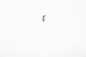 Prague en volant mouette dans hiver temps photo