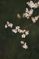 le magnifique printemps fleurs épanouissement dans le jardin dans printemps photo