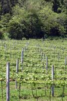 paysages et détails de magnifique vignoble dans du sud Brésil photo