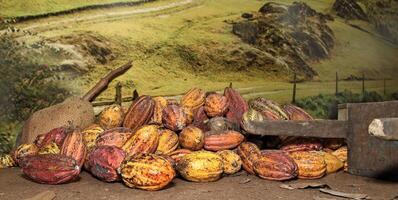 cacao des fruits sur le en bois sol photo