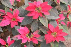 poinsettia fleur plante sur garderie photo