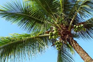 noix de coco des arbres plein de noix de coco dans ilhabela brésilien côte photo