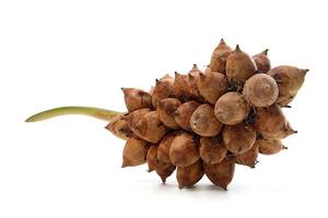 Pindoba noix de coco, un exotique brésilien légume utilisé dans la gastronomie photo
