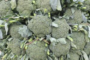 brocoli sur ferme pour récolte photo