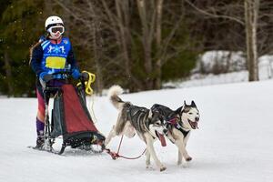 course de chiens de traîneau husky photo