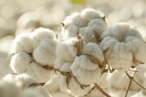 fermer de coton capsules dans lumière du soleil photo