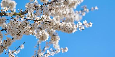 blanc prune fleur sur bleu ciel arrière-plan, magnifique blanc fleurs de prunus arbre dans ville jardin photo