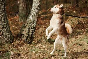 sibérien rauque chien permanent sur de derrière jambes sur sec herbe champ, marrant rauque chien marron manteau Couleur photo