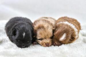 Trois peu chihuahua chiots mensonge sur doux blanc tissu, mignonne somnolent marron et noir chiens race photo