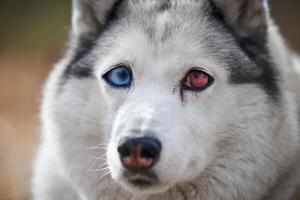 chien husky sibérien aux yeux énormes, drôle de chien husky surpris aux grands yeux confus, chien excité photo