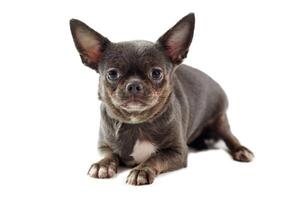 court aux cheveux chihuahua chien avec gros oreilles isolé sur blanc arrière-plan, mignonne peu chihuahua chien photo