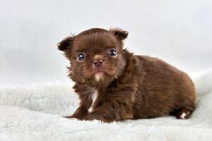 petit chiot chihuahua sur tissu blanc doux, race de chien brun mignon avec de grands yeux sur fond blanc photo
