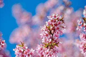 rose Sakura fleurir, magnifique rose fleurs de Japonais Cerise arbre sur bleu ciel Contexte dans jardin photo