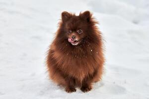 heureux chien spitz poméranien en hiver marche en plein air portrait en taille mignon spitz chocolat photo