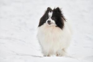 poméranien loulou chien sur hiver Extérieur en marchant plein Taille portrait, mignonne blanc noir loulou chiot photo