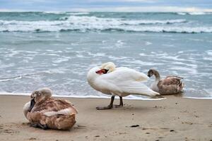 troupeau de cygnes tuberculés blancs sur la plage près de la mer baltique photo