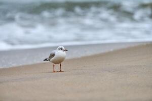 mouette à tête noire à la plage, concept de solitude photo