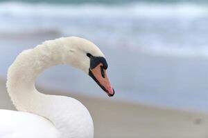 portrait de grand cygne muet blanc à côté de la mer, gros plan photo