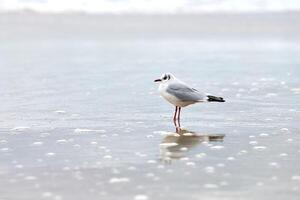 mouette à tête noire sur la côte, le sable et l'eau photo